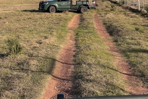 Cape Town: 2-Day at Garden Route Game Lodge Safari Tour