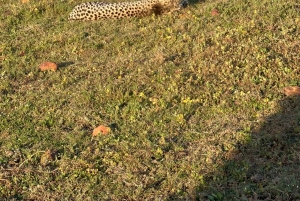 Cape Town: 2-Day at Garden Route Game Lodge Safari Tour