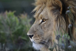 Cape Town: 2-Day at Garden Route Game Lodge Safari Tour