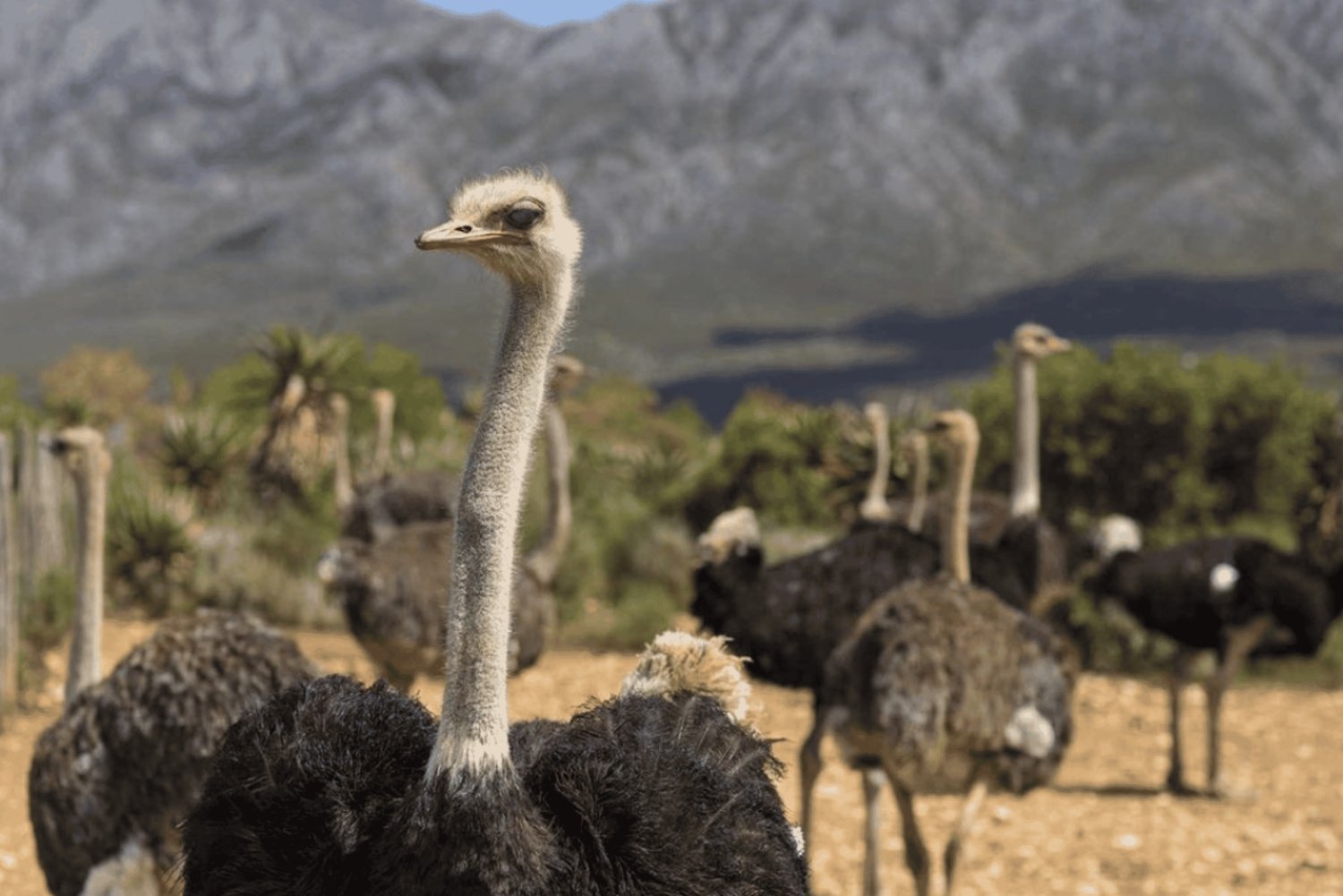 Cape Town: 3-Day Safari and Elephant Experience