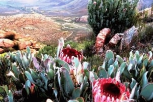 Cape Town: 3-Day Safari and Elephant Experience