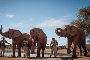 Cape Town: 3-Day Safari and Elephant Experience