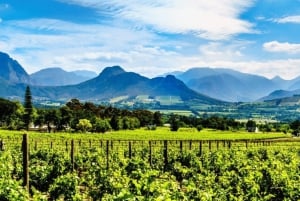 Cape Town: 3-Day Safari and Elephant Experience