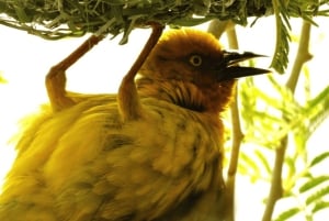 Cape Town: 3-Day Safari and Elephant Experience