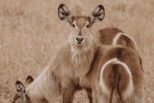 Cape Town: 3-Day Safari and Elephant Experience