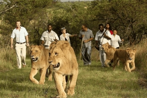 Cape Town: 4-dagers eventyr på Garden Route