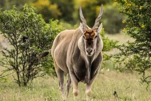 Kapstadt: 5-tägige Garden Route Tour nach Port Elizabeth