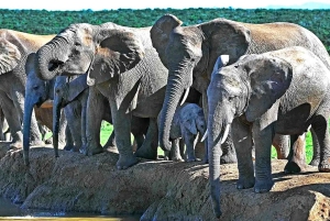 Kapstadt: 5-tägige Garden Route Tour nach Port Elizabeth