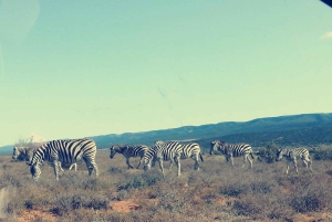 Kapstadt: 5-tägige Garden Route Tour nach Port Elizabeth