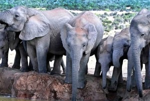 Kapstadt: 5-tägige Garden Route Tour nach Port Elizabeth