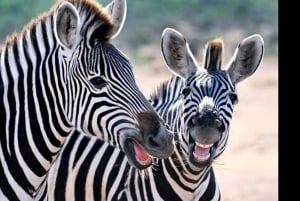 Kapstadt: 5-tägige Garden Route Tour nach Port Elizabeth