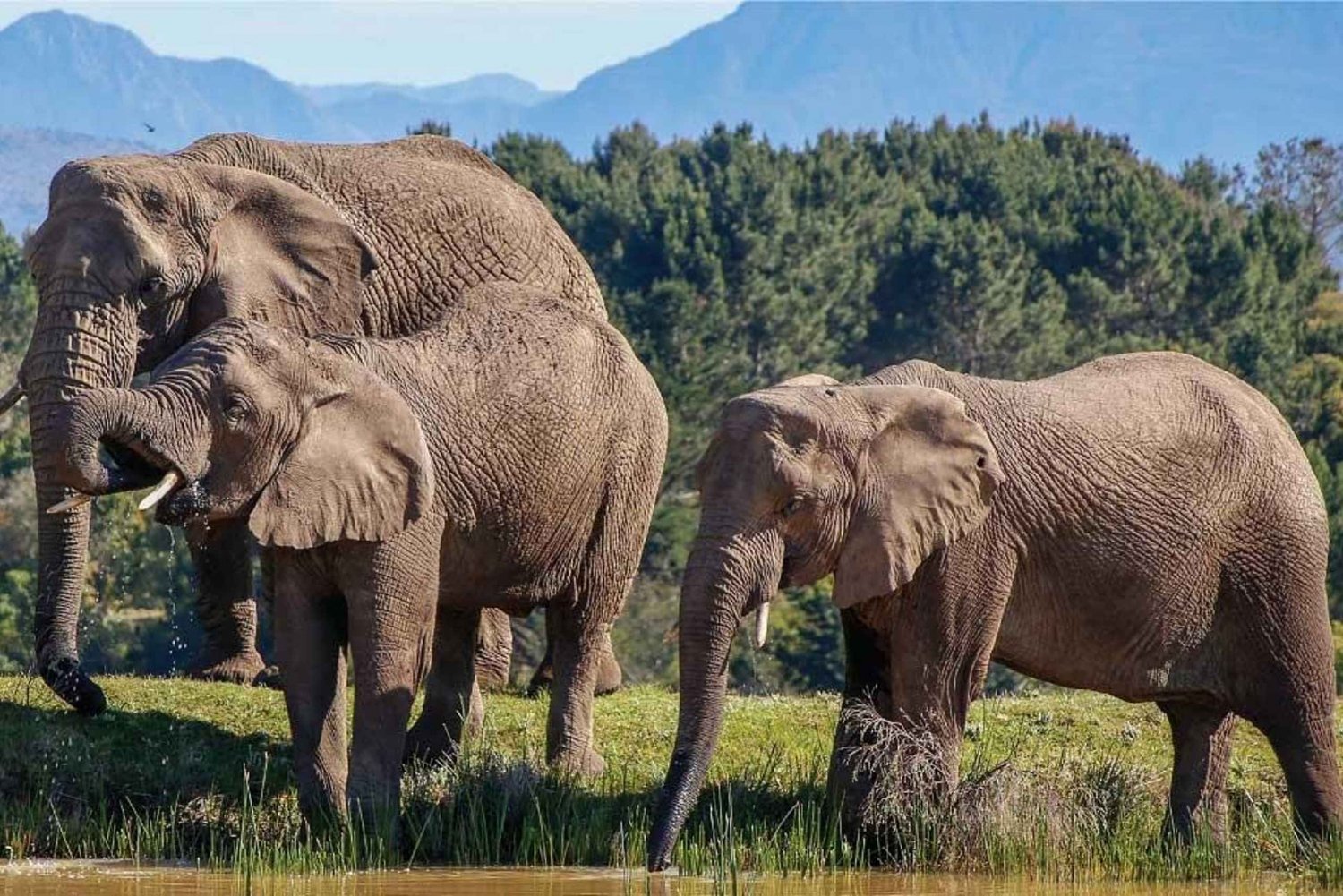 Kapkaupunki: 7-päiväinen Garden Route -safariseikkailu