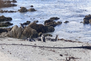 Cape Town: 7-Day Garden Route Tour with Wine Tasting