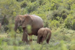 Le Cap : 9 jours sur la côte du Cap et la Garden Route avec visite d'Addo