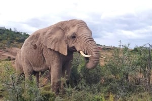Le Cap : 9 jours sur la côte du Cap et la Garden Route avec visite d'Addo