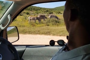 Le Cap : 9 jours sur la côte du Cap et la Garden Route avec visite d'Addo