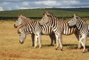 Le Cap : 9 jours sur la côte du Cap et la Garden Route avec visite d'Addo