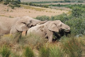 Le Cap : 9 jours sur la côte du Cap et la Garden Route avec visite d'Addo