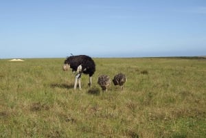 Le Cap : 9 jours sur la côte du Cap et la Garden Route avec visite d'Addo