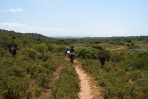 Le Cap : 9 jours sur la côte du Cap et la Garden Route avec visite d'Addo