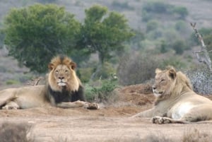 Le Cap : 9 jours sur la côte du Cap et la Garden Route avec visite d'Addo