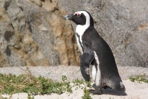 Cape Town: Cape Point, Penguins And Wine Tasting