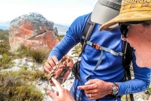 Cape Town Private Guided Table Mountain Hikes