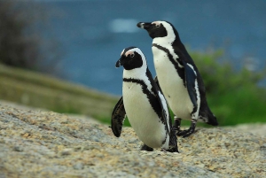 From Cape Town: 12-Day Fascinating Adventure to Johannesburg