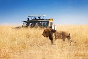 From Cape Town: 12-Day Fascinating Adventure to Johannesburg