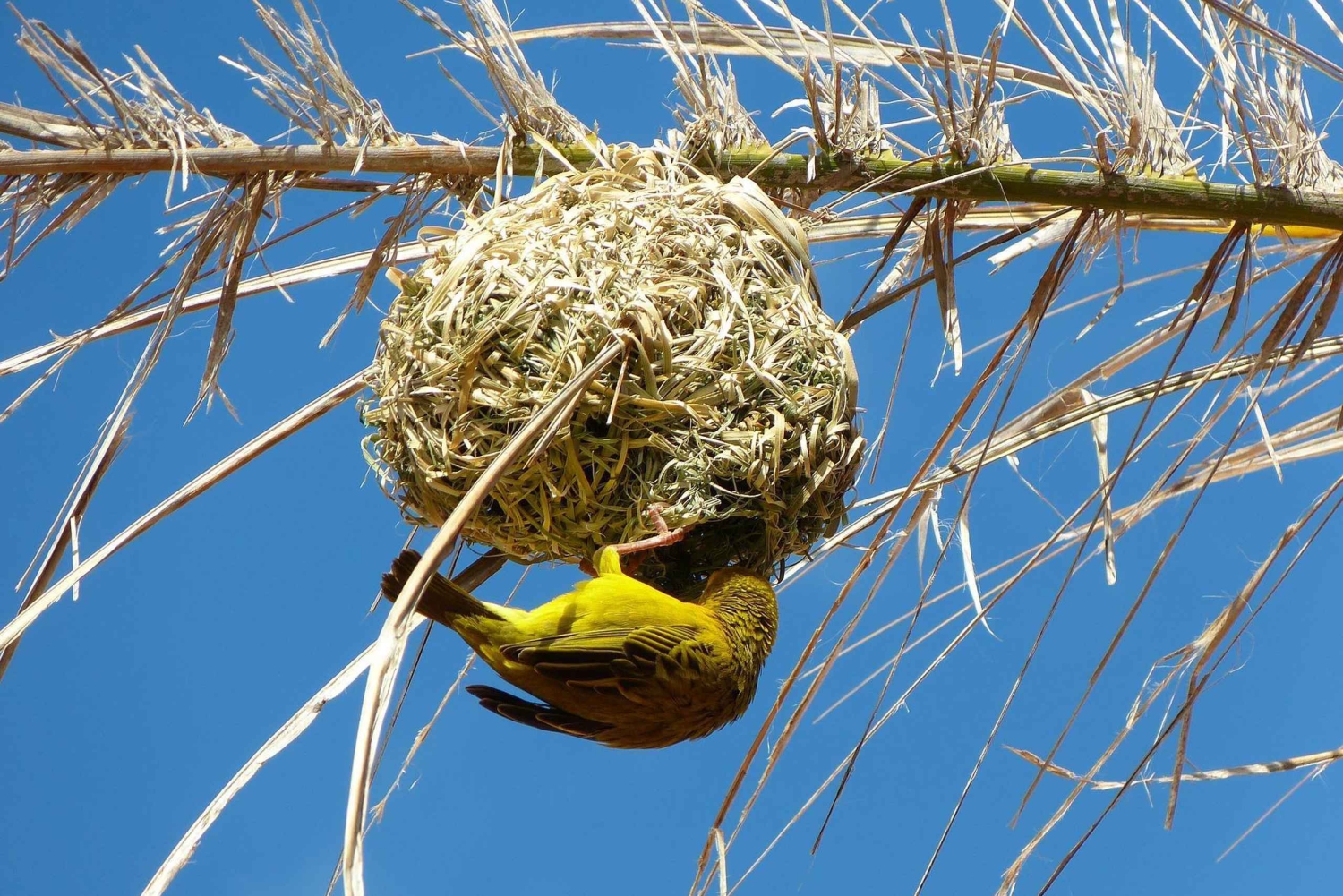 Vanuit Kaapstad: 12-daagse fascinerende tour naar Johannesburg