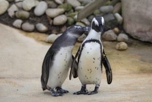 Fra Cape Town: 15 dagers fascinerende eventyr til Johannesburg