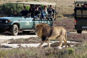 Kapkaupungista: 2-päiväinen Garden Route -safari pingviinien kanssa