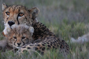 Kapkaupungista: 2-päiväinen Garden Route -safari pingviinien kanssa