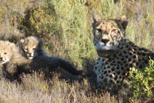 Kapkaupungista: 2-päiväinen Garden Route -safari pingviinien kanssa