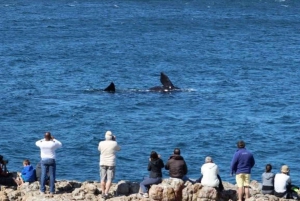 Kapkaupungista: 2-päiväinen Garden Route -safari pingviinien kanssa