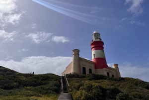 Kapkaupungista: 2-päiväinen Garden Route -safari pingviinien kanssa