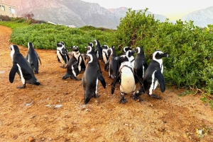 Kapkaupungista: 2-päiväinen Garden Route -safari pingviinien kanssa