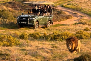 Kapkaupungista: 2-päiväinen Garden Route -safari pingviinien kanssa