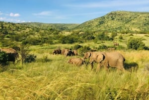 From Cape Town: 2-Day Safari @ 4Star Garden Route Game Lodge