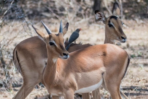 From Cape Town: 2-Day Safari @ 4Star Garden Route Game Lodge