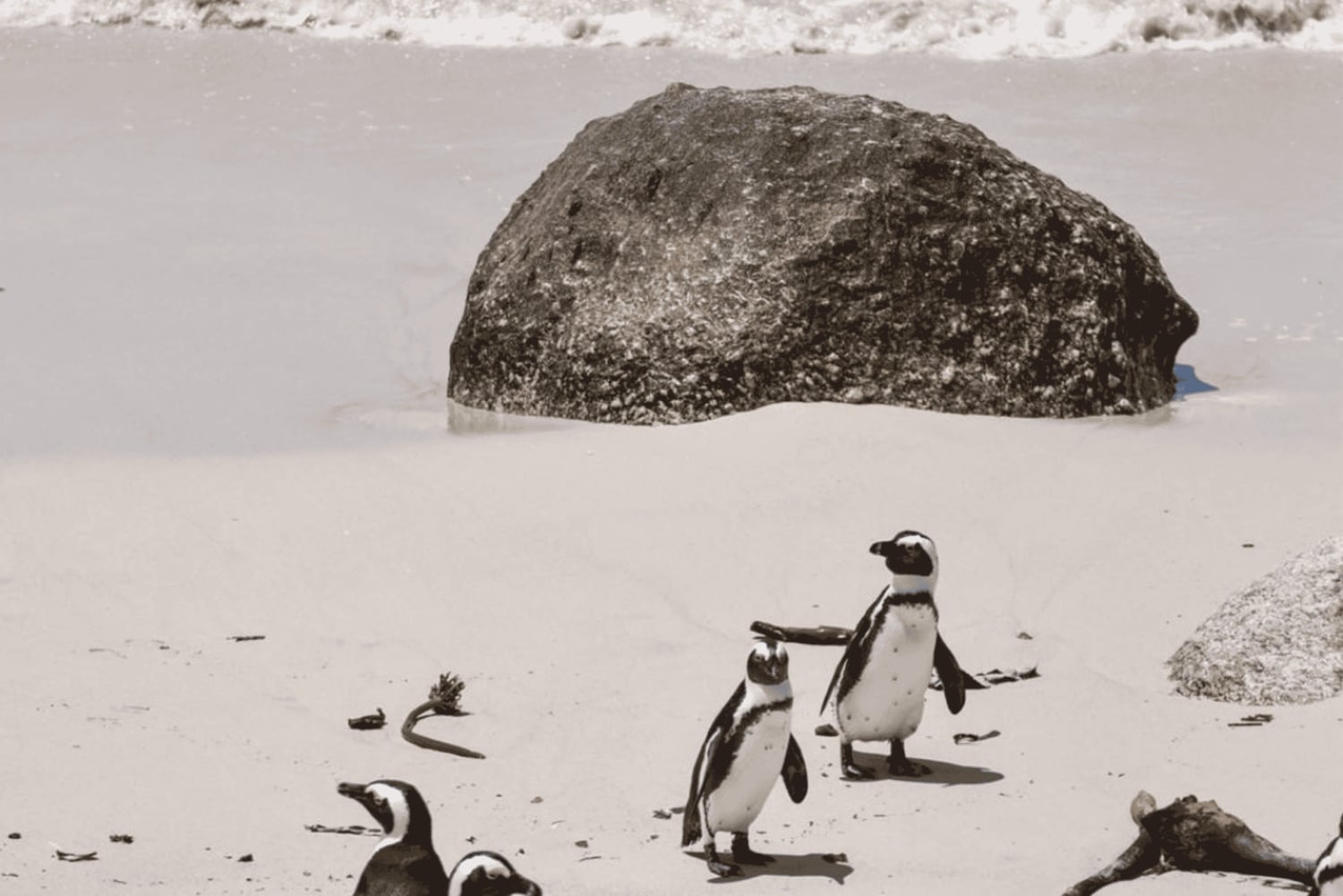 From Cape Town: 3-Day Cape Alguhas, Safari & Winelands Tour