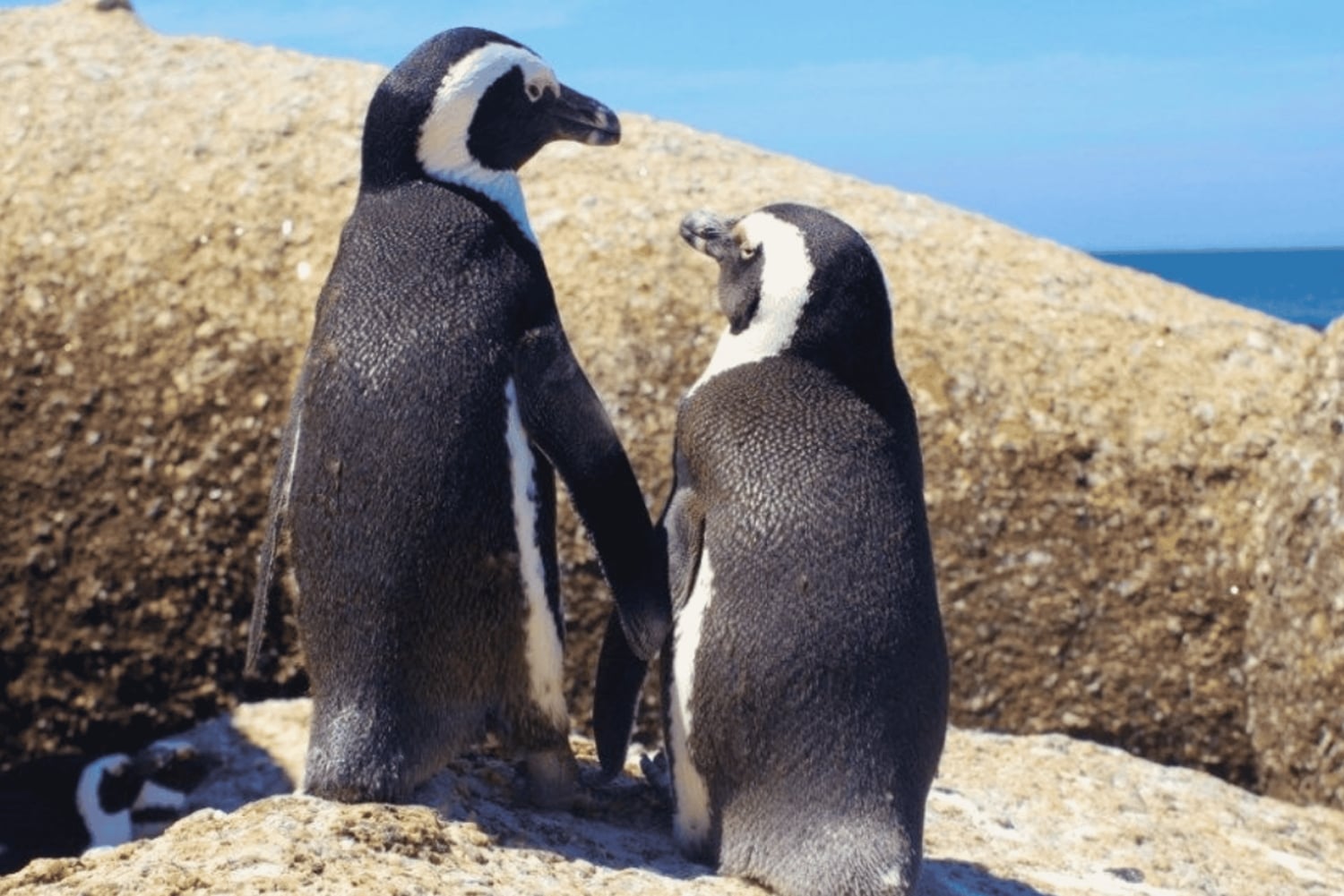 From Cape Town: 3-Day Cape Alguhas, Safari & Winelands Tour