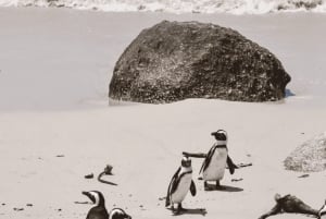 From Cape Town: 3-Day Cape Alguhas, Safari & Winelands Tour