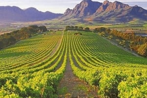 From Cape Town: 3-Day Cape Alguhas, Safari & Winelands Tour
