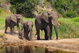 Au départ du Cap : 3 jours d'excursion et de safari sur la Route des jardins