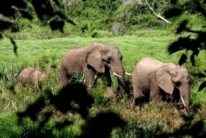 From Cape Town: 3-Day Garden Route Highlights Tour & Safari