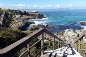 Fra Cape Town: 4-dages luksus Garden Route Selection-tur