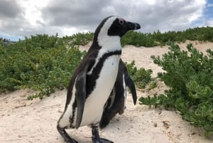 From Cape Town: Cape Point, Penguins And Wine Tasting Tour
