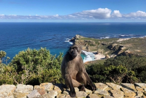 From Cape Town: Cape Point, Penguins And Wine Tasting Tour