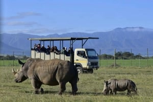 Au départ du Cap : 2 jours de safari en 4x4 et de découverte de la faune et de la flore